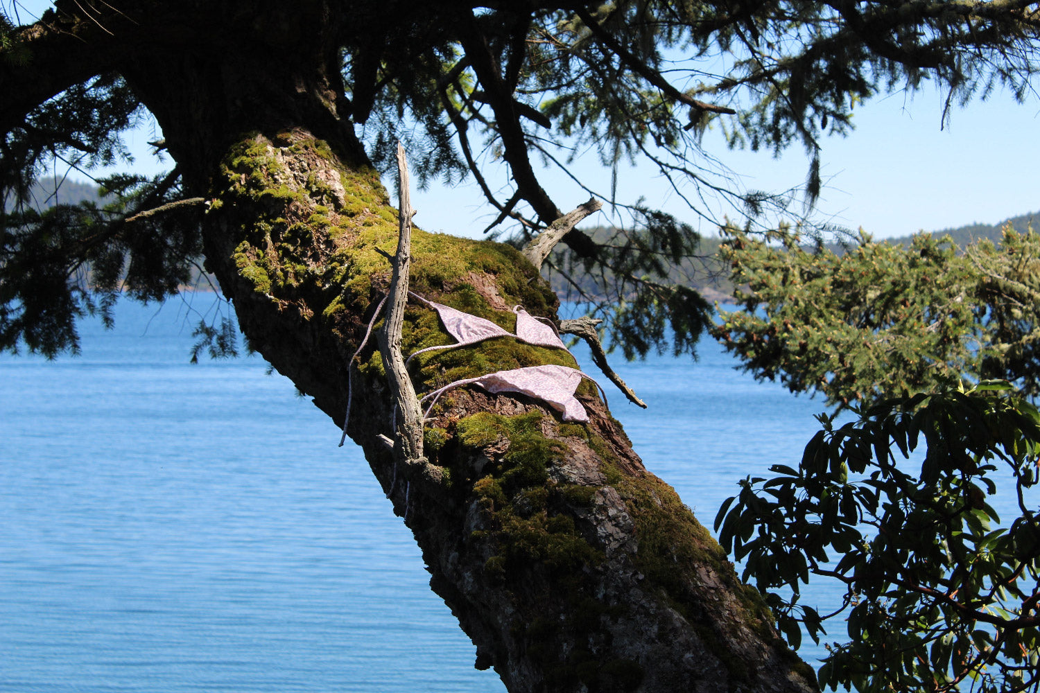 Moss-covered tree branch with the ocean and trees in the background and a bikini  in East Sooke, BC on Vancouver Island